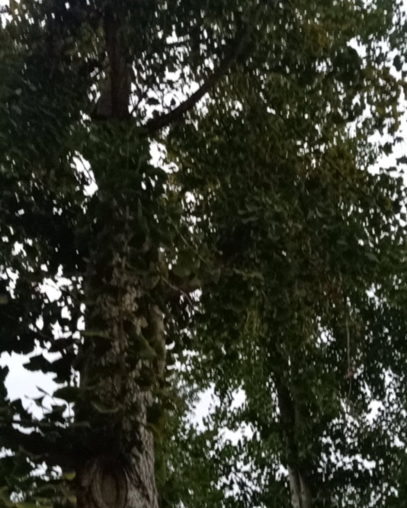 湖南银杏果