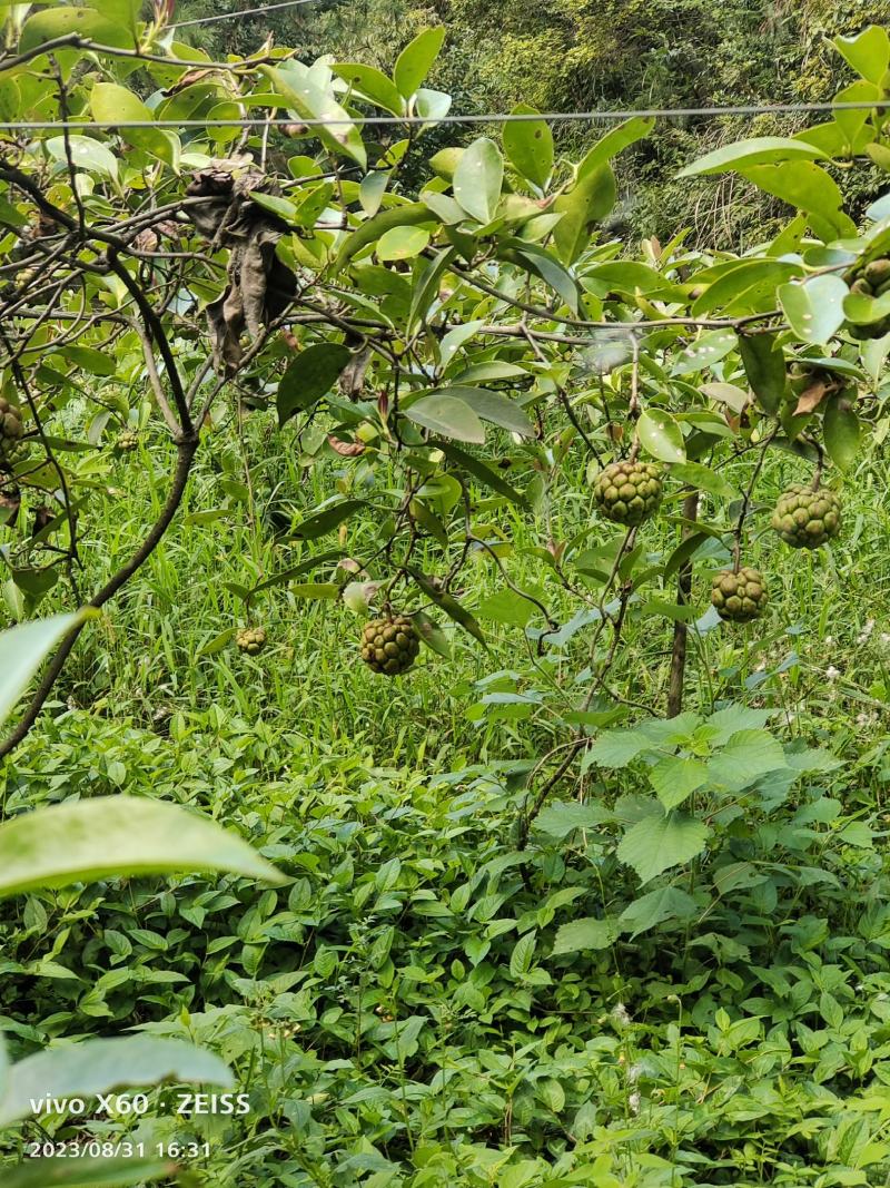 布福娜瓜果苗