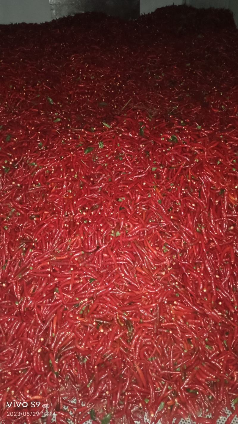 新鲜剁椒，829干椒，有需要的电话联系，价钱优惠，河南