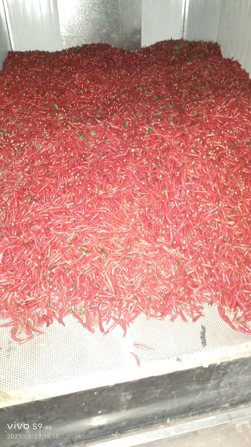 新鲜剁椒，829干椒，有需要的电话联系，价钱优惠，河南