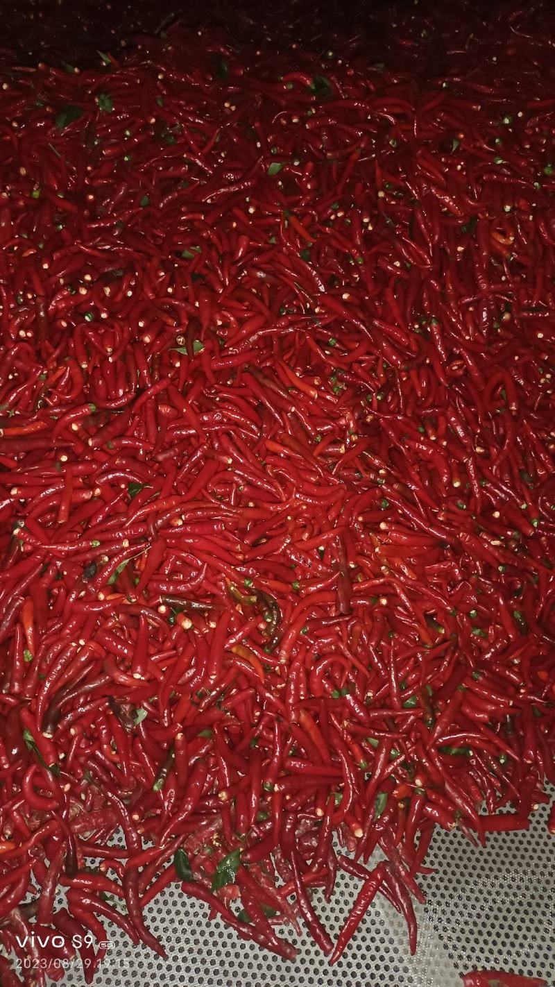 新鲜剁椒，829干椒，有需要的电话联系，价钱优惠，河南
