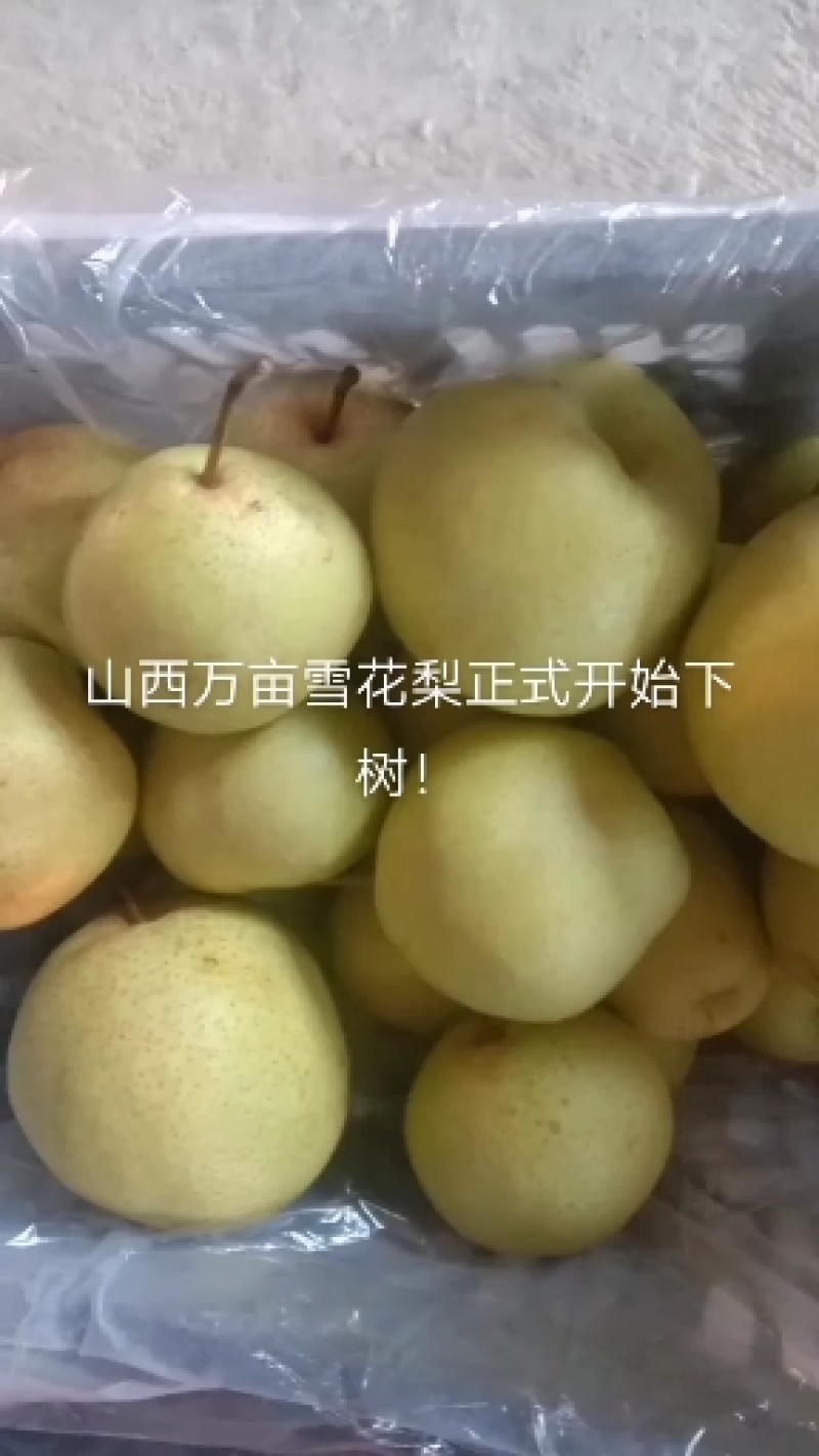 山西吕梁雪花梨，酥梨基地晋伟水果批发行