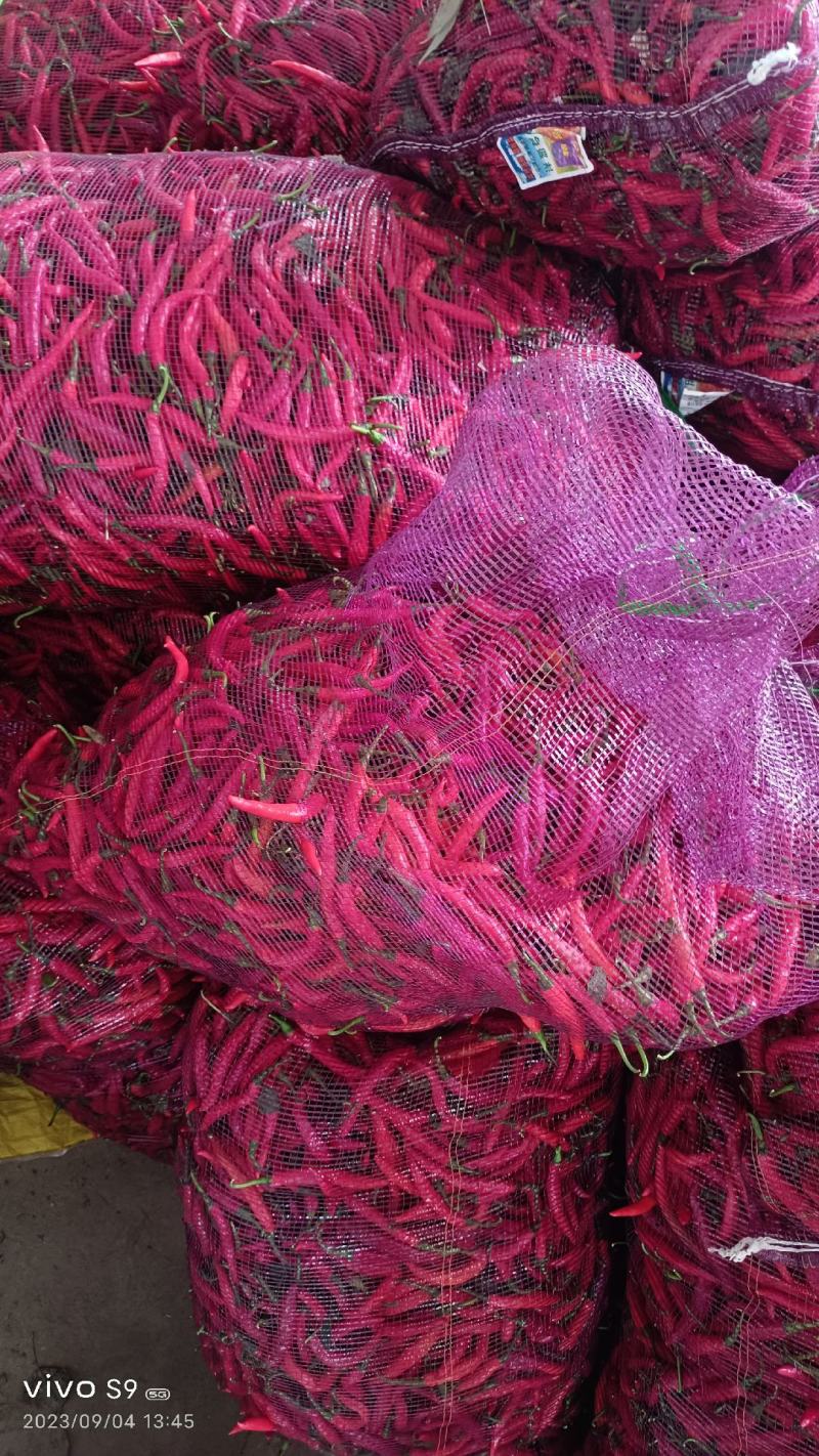 新鲜剁椒，829干椒，有需要的电话联系，价钱优惠，河南