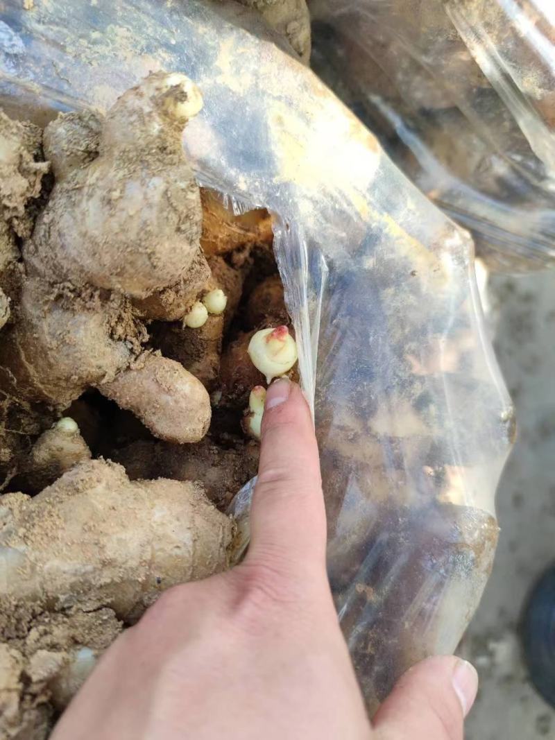 生姜种子批发姜种繁育基地产量高提供技术