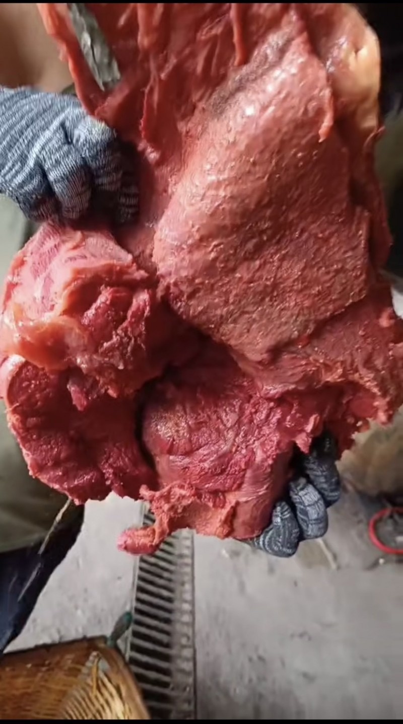 马肉