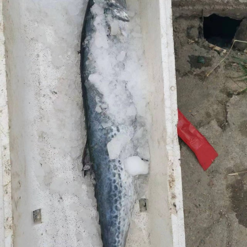 鲅鱼