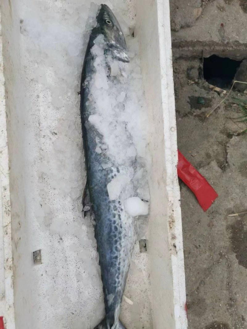 鲅鱼
