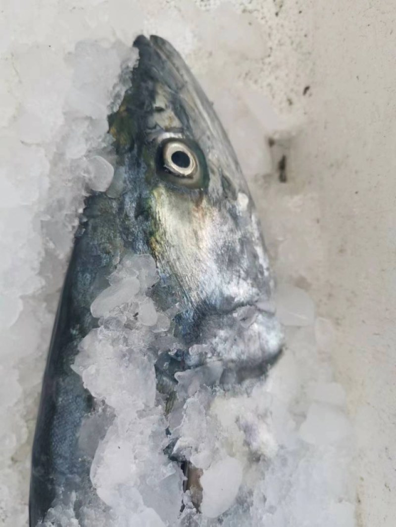 鲅鱼