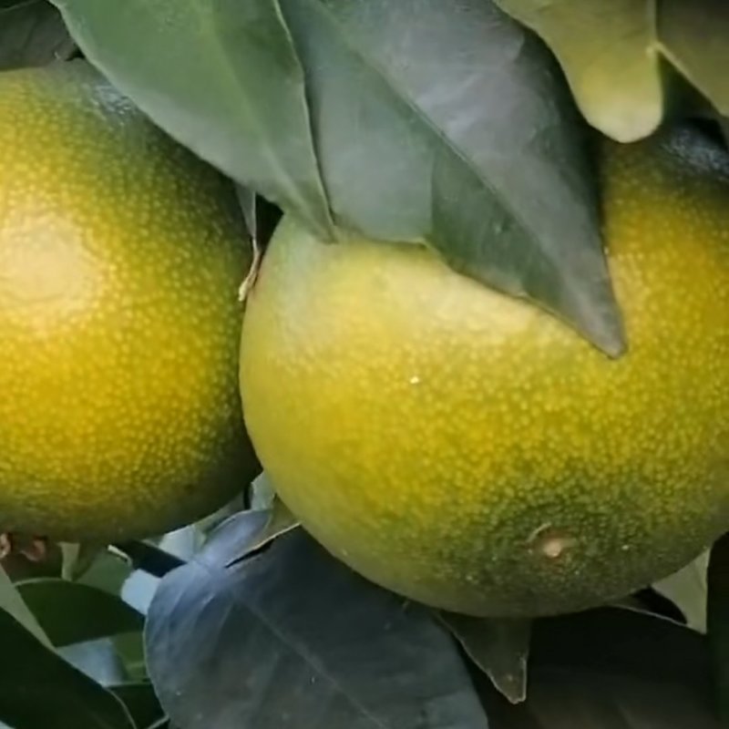 爱媛果冻橙