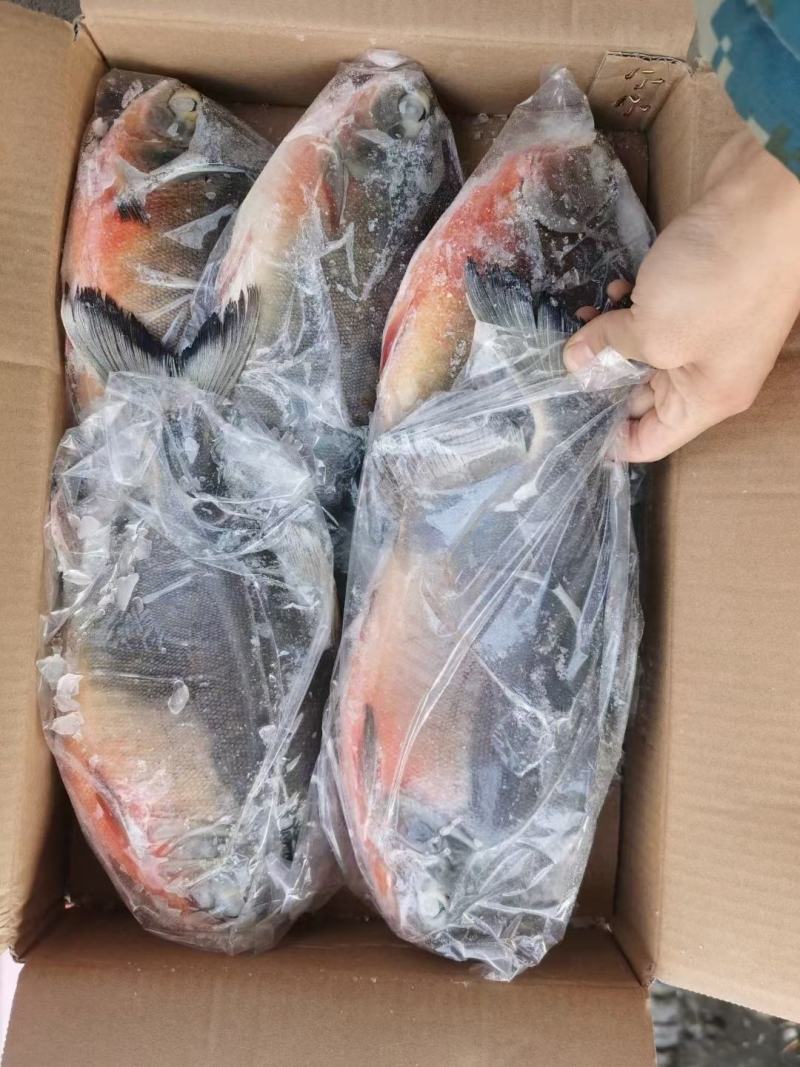 红鲳鱼，新货到家，3条，4条，5条都有现货，一手货源