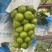 【今日推荐】阳光玫瑰葡萄上市多种规格任意采购一手