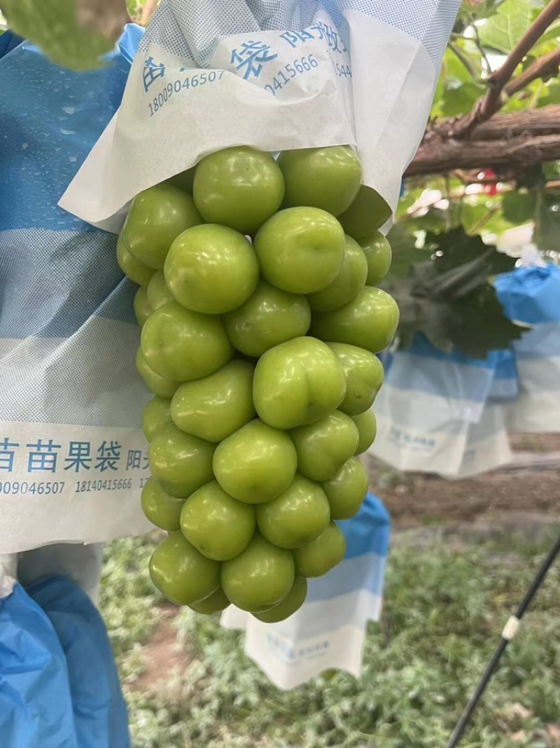 【今日推荐】阳光玫瑰葡萄上市多种规格任意采购一手