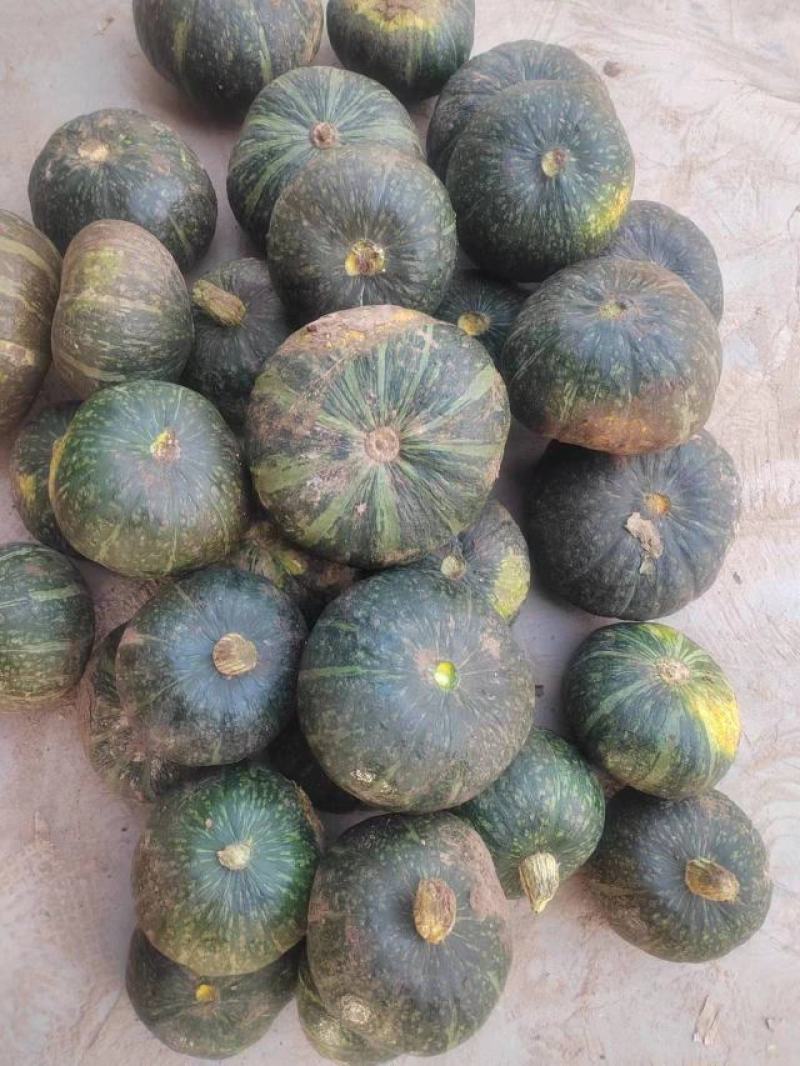 板栗瓜