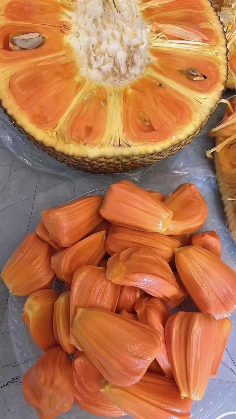 新品种印尼红菠萝蜜营养杯苗量大从优