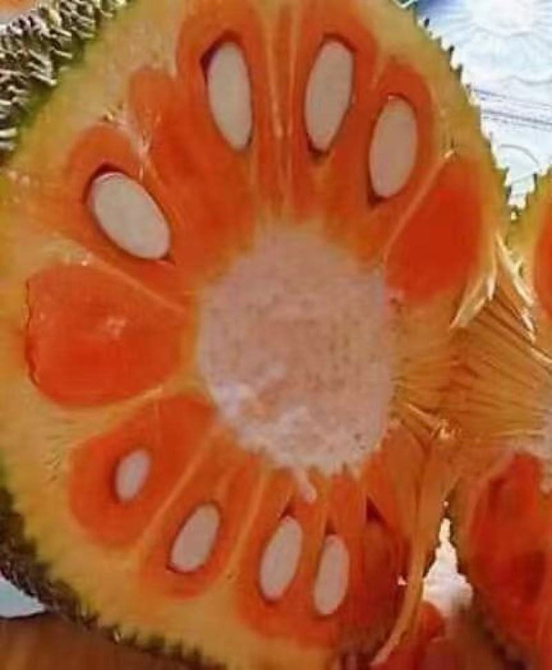 新品种印尼红菠萝蜜营养杯苗量大从优