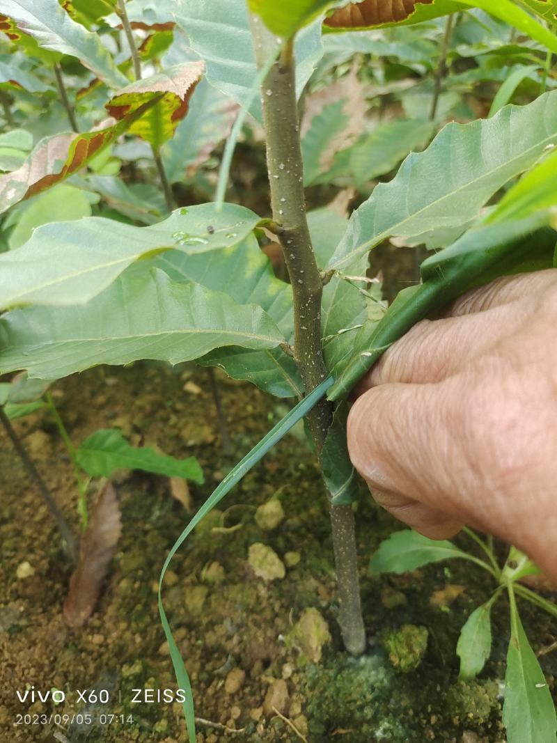 板栗嫁接苗，大红袍油板栗苗欢迎各位老板到来，货多重优。