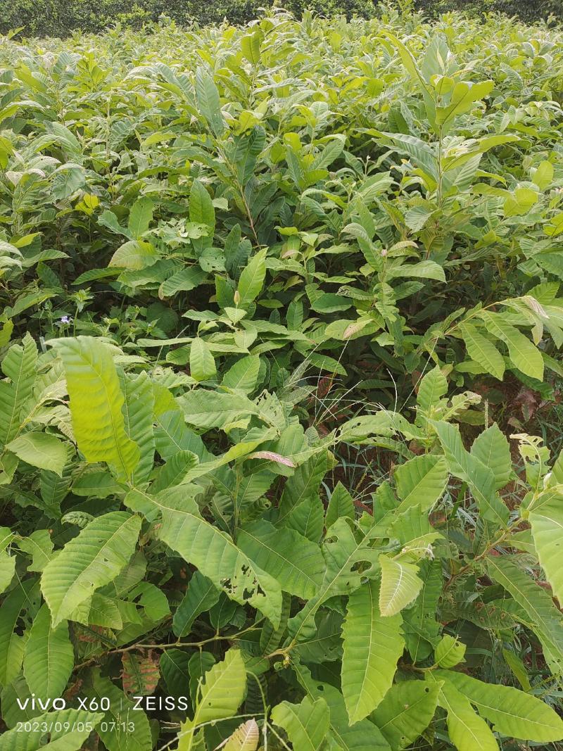 板栗嫁接苗，大红袍油板栗苗欢迎各位老板到来，货多重优。