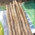 2024年大名白玉山药上市现货