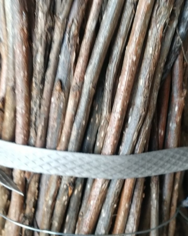 金蝉卵枝