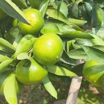 四川特早青皮蜜橘