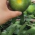 四川特早青皮蜜橘
