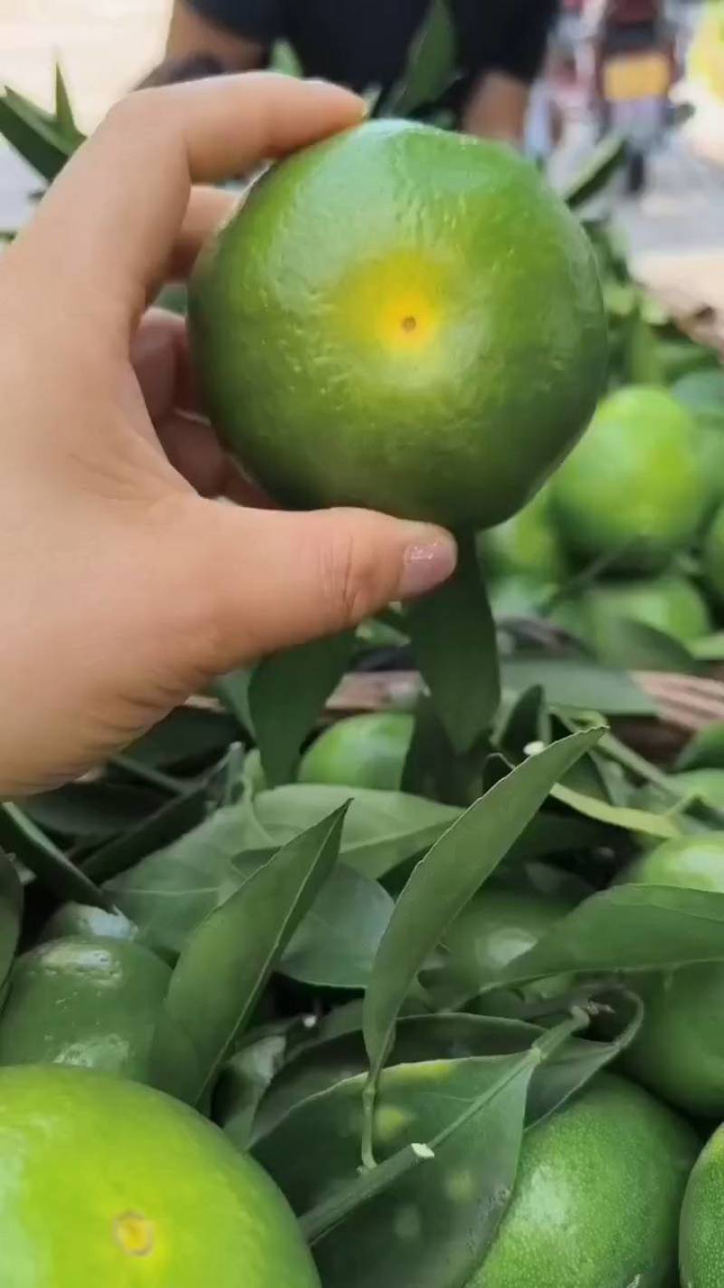 四川特早青皮蜜橘