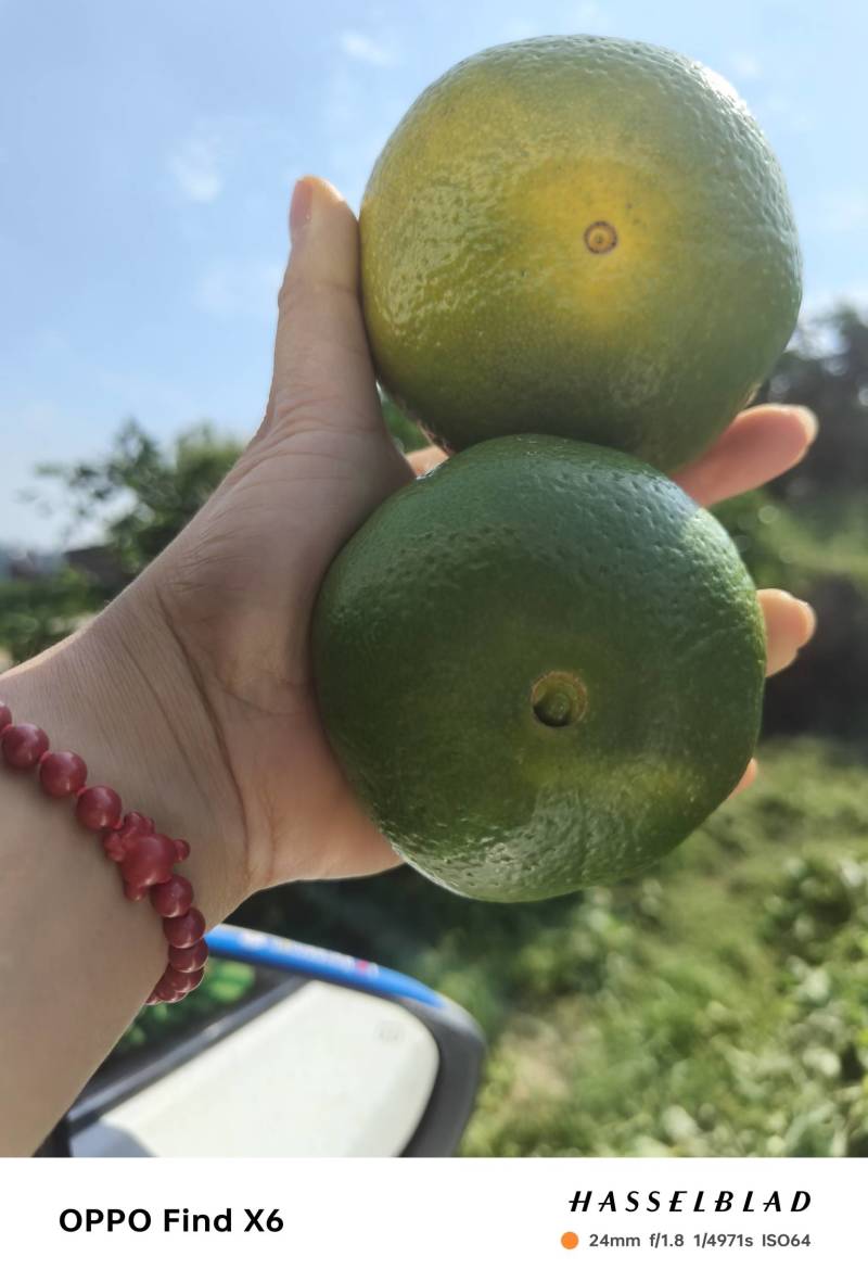 四川特早青皮蜜橘
