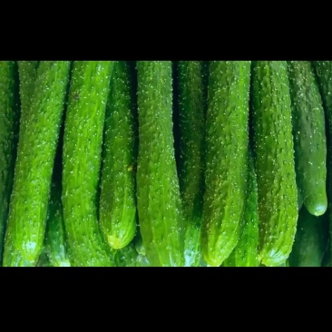 黄瓜