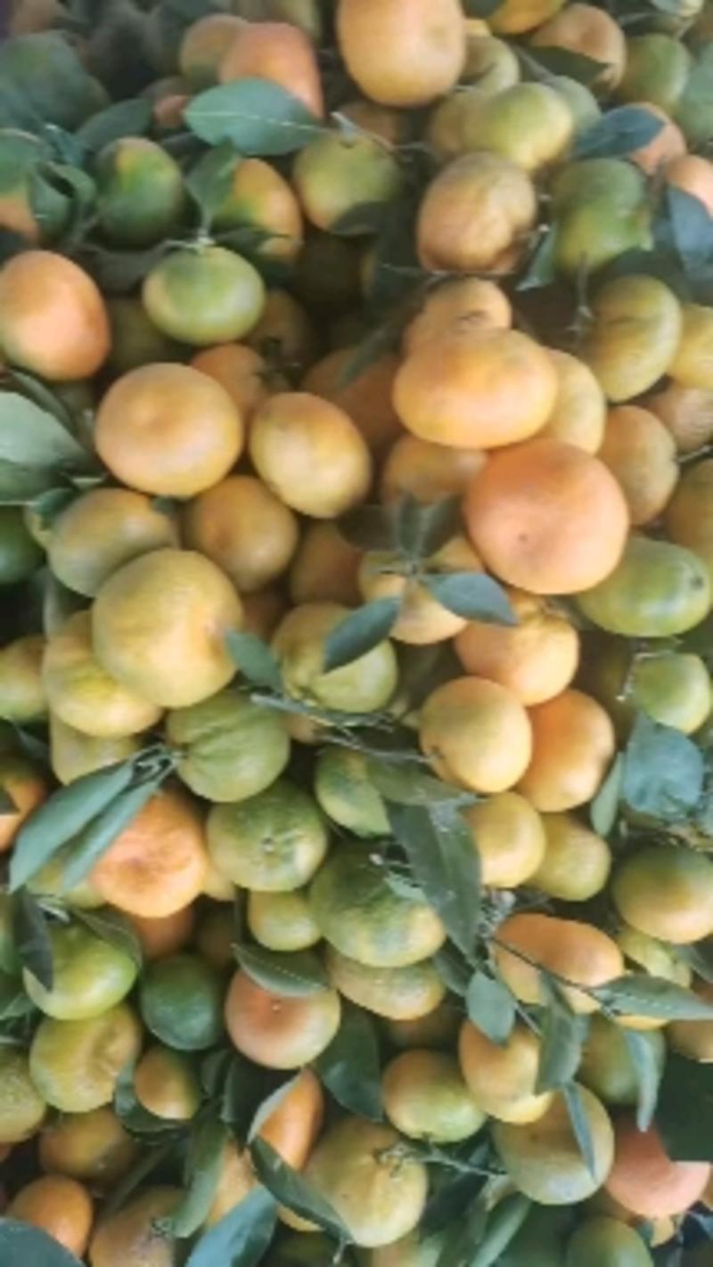 湖北柚子红柚白柚产区货源一手货果园直采可视频看货