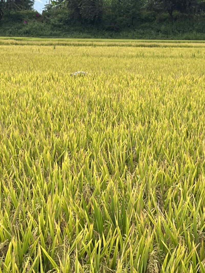 宾川桂潮米🌾