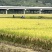 宾川桂潮米🌾
