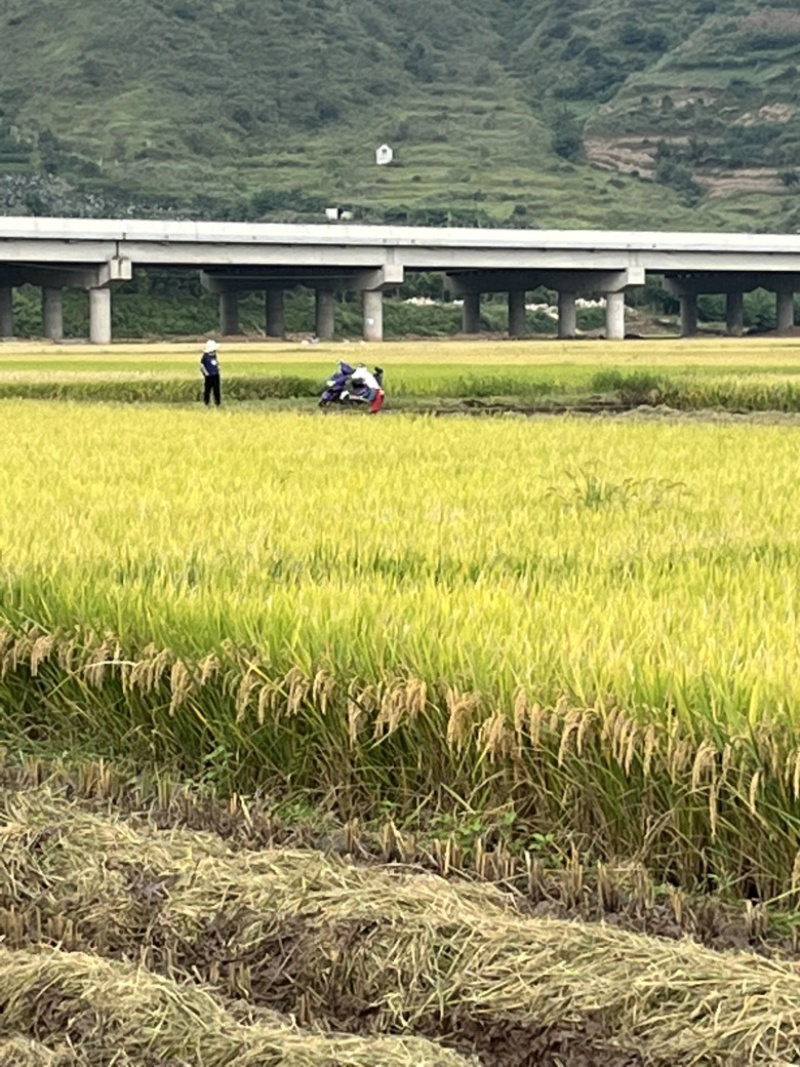 宾川桂潮米🌾