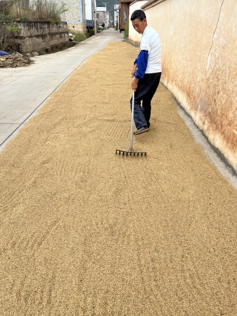 宾川桂潮米🌾