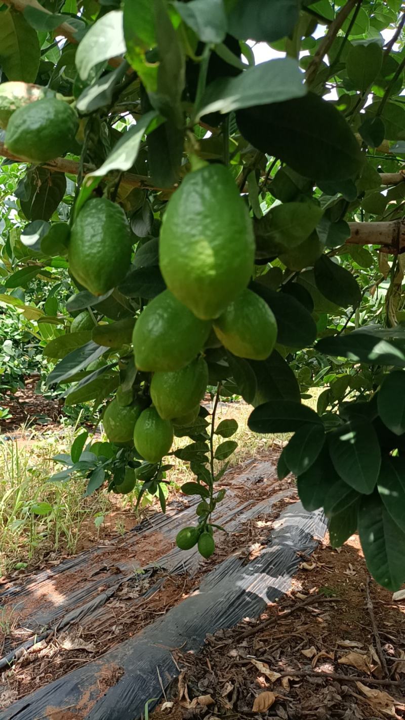 广东无籽香水柠檬苗