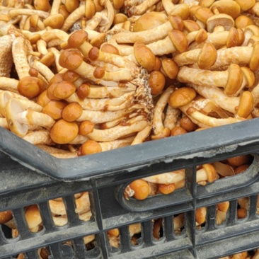 滑子菇大量上市