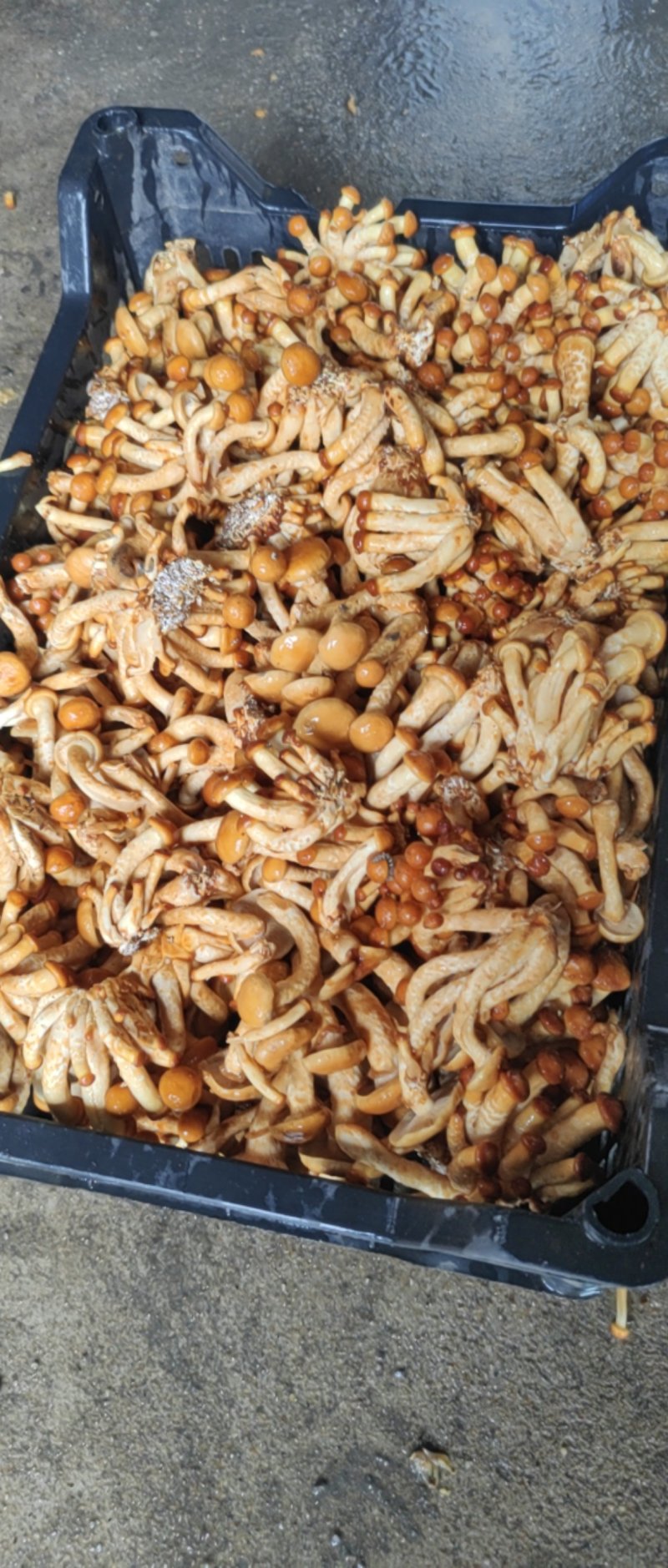 滑子菇大量上市