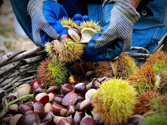 毛栗子采摘场景