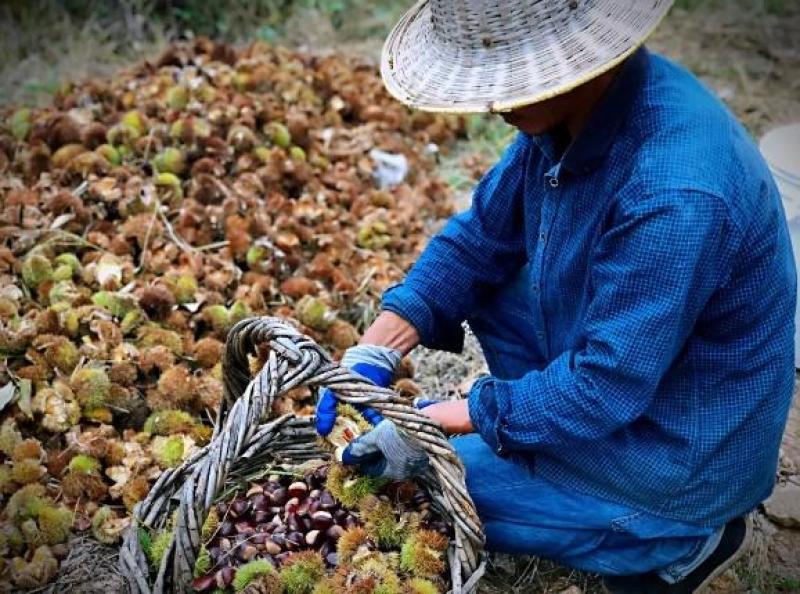 自家大量板栗可代办代收诚邀收购商电商等合作，把握品质