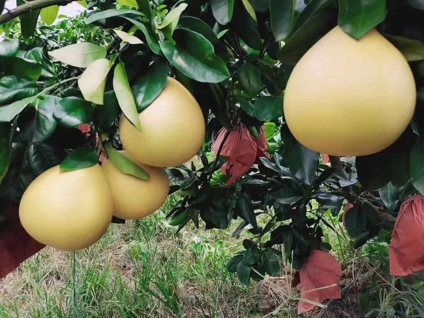 不同品种的柚子对比图