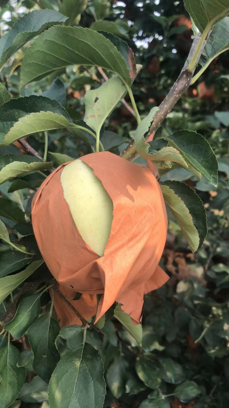 黄元帅