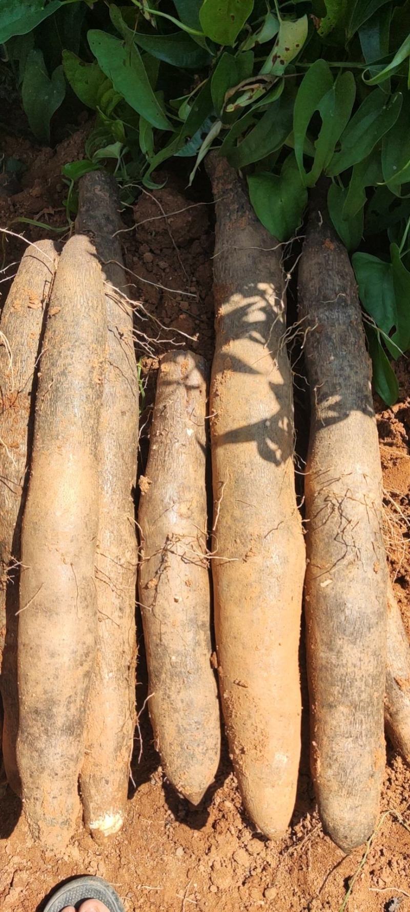 黑鬼山药