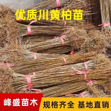 湖北恩施黄柏苗厚皮黄柏苗基地直销量大价优欢迎电话咨询