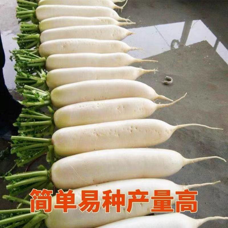 韩国白玉春萝卜种子