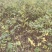 湖北恩施黄柏苗厚皮黄柏苗基地直销量大价优欢迎电话咨询