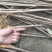 湖北恩施黄柏苗厚皮黄柏苗基地直销量大价优欢迎电话咨询