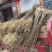 湖北恩施黄柏苗厚皮黄柏苗基地直销量大价优欢迎电话咨询