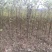 湖北恩施黄柏苗厚皮黄柏苗基地直销量大价优欢迎电话咨询