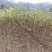 湖北恩施黄柏苗厚皮黄柏苗基地直销量大价优欢迎电话咨询