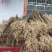 湖北恩施黄柏苗厚皮黄柏苗基地直销量大价优欢迎电话咨询