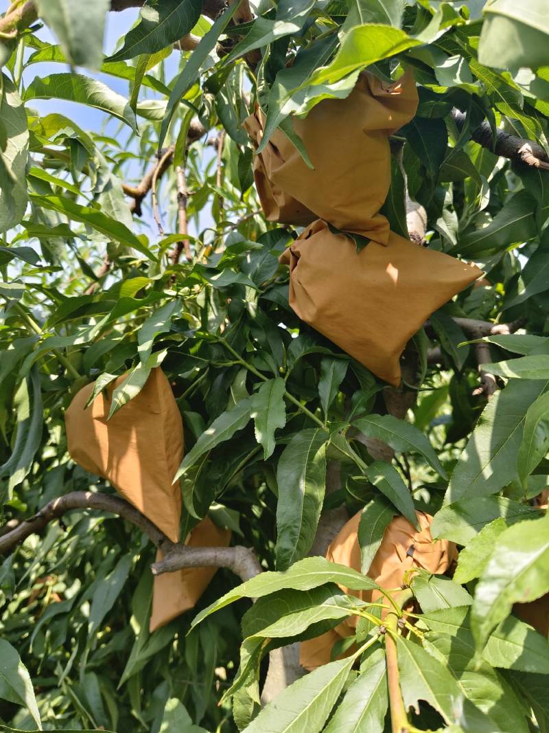 黄桃